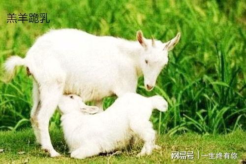 网红小羊吃瓜视频在哪看,观看指南及热门平台汇总